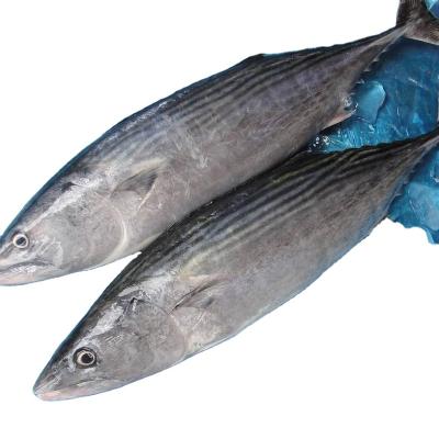 China High Quality Low-Sodium Frozen Sea Fish Whole Round Frozen Bonito Tuna Skipjack For Export for sale