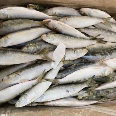 China NATURE high quality sardine fishes for sale frozen pilchards groundbait 140-160 80-100 fish 80-90 pcs marketing light hook exporters for sale