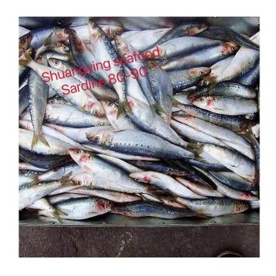 China Low-sodium Sardines Sardine Fillet Pilchardus Japan Fresh Jelly Origin Whole Round Raw Fish Prices For Bait Vietnam Seafood Sale for sale