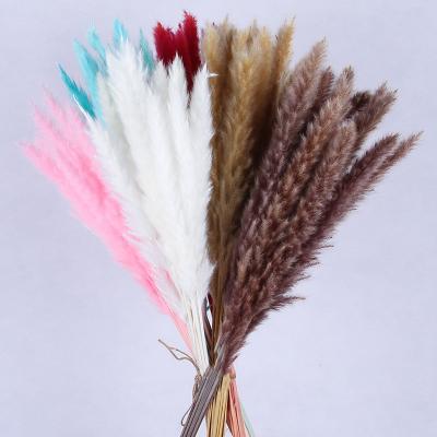 China Eco-Friendly Disposable Reed Grass Bunch Natural Pampas Small Wild Seedless Fluffy Grass For Wedding Home Decoration for sale