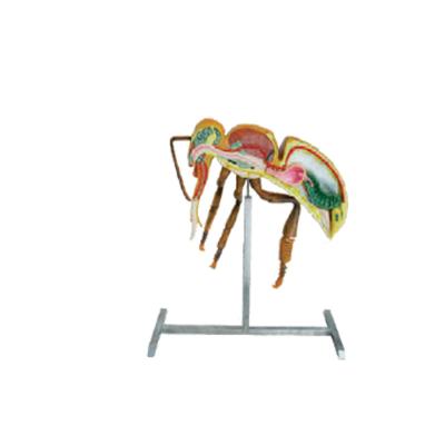 China La apicultura equipa el modelo de la anatomía de la abeja de la altura del equipo los 60cm el 110cm de la apicultura en venta