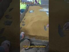 Pure Fresh Natural Rape Pollen Bee Product for Beekeeping Breeding