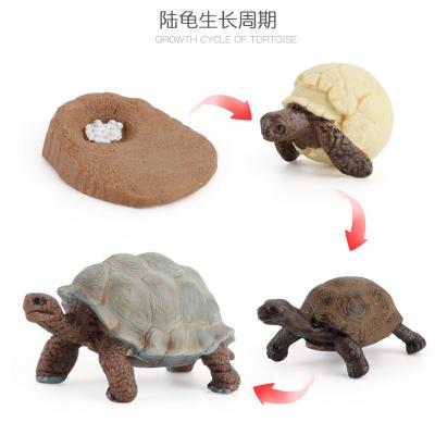 China El Ciclo de Vida de la Tortuga Figura Juguete Modelo Para Niños Niñas Niños en venta