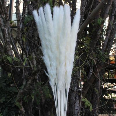 China Real Extra Large Reed Plume Grass Plant Decor VPX1526 Extra Large White Dried Pampas Grass Fluffy For Sale for sale