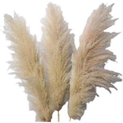 China PX404 Wedding Party Wholesale Wedding Decoration Dried Flowers Dried Feather Brown Pampas Grass Natural Flower For Home Decoration for sale