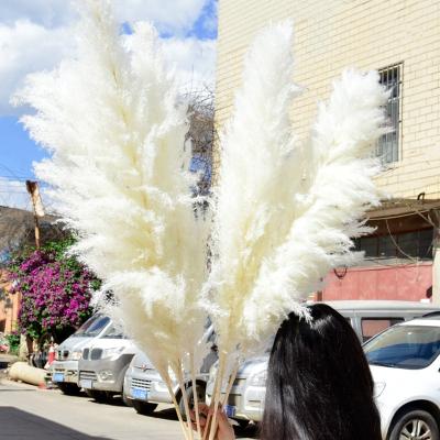 China Large Bouquet VPX1013 Eco-friendly Decor Multiple Color Natural Large Fluffy Dry Pampas Grass Dried Flower For Decoration And Wedding for sale