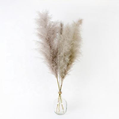 China PX403 Wedding Real Natural Big Dry Flower Real Natural Decor Cream Large Dry Pampas Grass By Big Fluffy Flower Yunnan Qingdao for sale