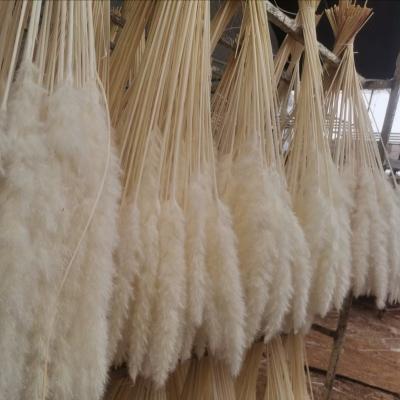 China Hot Selling 120cm Pampas Natural Touch PX426 Bouquet Decor Natural Dry Grass, White Pampas Grass Pampas Grass Bouquet Decoration Wedding for sale