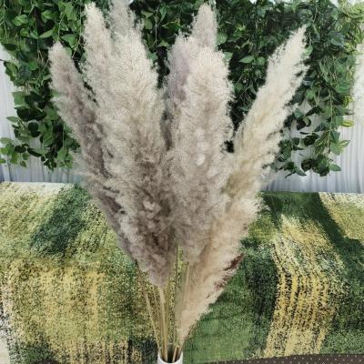 China VPX329 Eco-Friendly Large Decor Gray Fluffy Pampas Artificial Pampas Grass Natural Tall Pampas Grass Grass For Home Decoration for sale