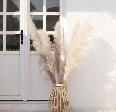 China PX504 Wholesale Wedding Decoration Large Bouquet Dry Pampas Grass Flowers Nature Pampas Grass Artificial Dry Flower Decoration for sale