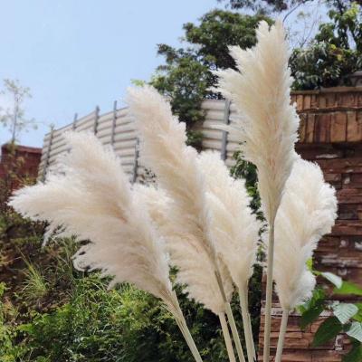 China VPX1499 Real Touch Decoration Dried Flowers Brown White For Pampas Grass Tall Pampas Grass For Home Or Weddings Decoration for sale