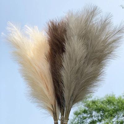 China Wedding 3PX213 Natural Decorative White Dry Artificial Flower Pampas Grass Wedding Decor Amazon Large Pampas For Home Decoration for sale