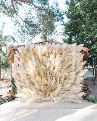 China 3CPX1217 Art Craft Bouquet Decor Wholesale Yunnan Qingdao Pampas Grass Dried Large Pampas Grass Flowers And Big Decorative Flower Ball for sale