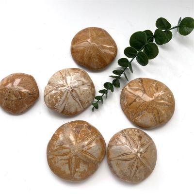 China China New Arrival Starfish Crystal Rough Stone Folk Crafts Ammonite Fossil Natural Fossil For Decoration for sale