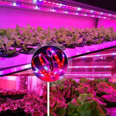 China Flexible 1M 2M 3M LED Grow Light Full Spectrum 5V USB Grow Light Strip 2835 5050 LED Growing Lamps Phyto Plants Hydroponic Greenhouse for sale