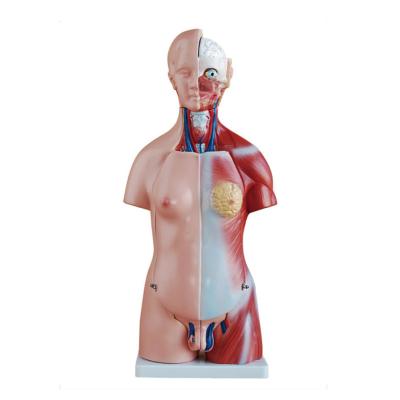 China Human Body Structure Model Human Body Torso Anatomy Detailed Anatomy Model for sale