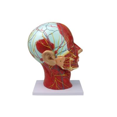 China Human anatomical head model of medical school, neurovascular model with hypertrophied muscles of the human skull, head midline sagittal section model for sale