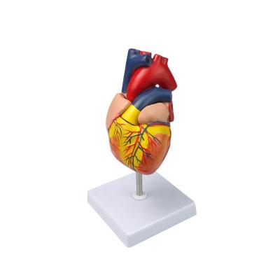 China Medical School Detachable Plastic Anatomical Human Heart Model for sale