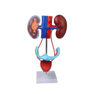 China Female genitourinary model of medical school and reproductive system, human genitourinary system model, anatomical urogenital system for sale