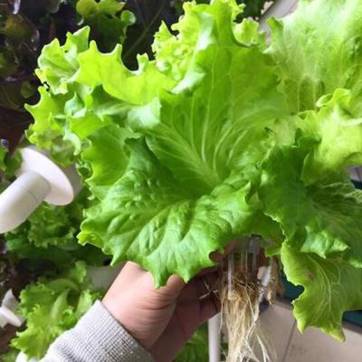 China Corrosion Resistant Hydroponic System Plant Growing Sites Hydroponic Grow Systems 4 Pipes Water Gardening For Leafy Vegetables for sale