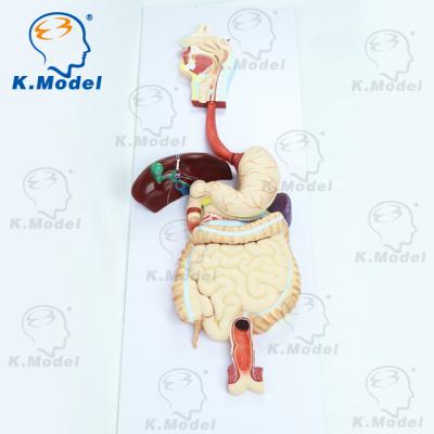 China Students Understand Model Human Structure Digestion Model Anatomy Biological Model To Study For School Supplies Lab Teaching Supplies for sale