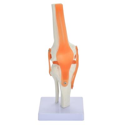 China PVC knee joint model with ligament CE PVC anatomy model for school study for sale