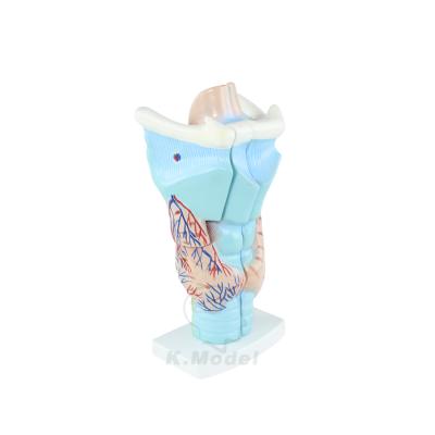 China CBM-251A PVC human larynx model, laryngeal anatomical model 3 parts, 3 times magnified. for sale