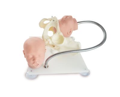 China Hospitals female pelvis with fetal head model, birth demonstration model for sale