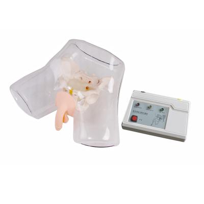 China KSM-69A Hospitals Transparent Catheterization Training Urethral Simulator (Male) for sale