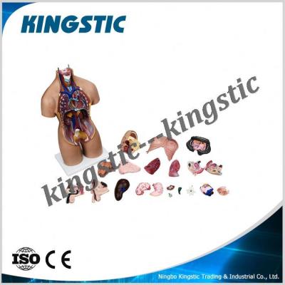 China Human Anatomy Anatomical Models Torso Kingstic Model For Lab Equipment for sale