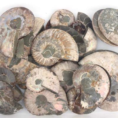 China China Madagascar Ammonite Specimen Fossils and Natural Ores for Decoration for sale