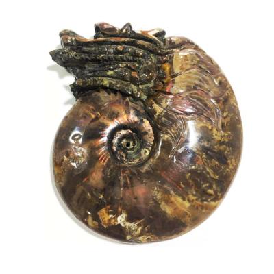 China Snapshot Ammonite Fossils China Rainbow Folk Ammonite Fossil Fossil Natural Raw Crafts Fossil for sale