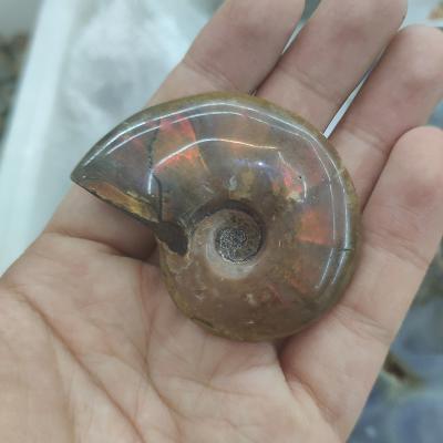 China Natural China Nautilus Conch Shell Ammonite Fossil For Sale for sale