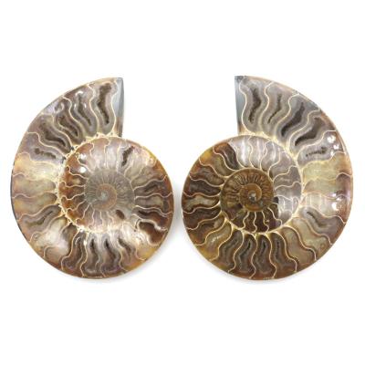 China Beautiful Madagascar Fossil Pair Of Africa Ammonite Crystal Specimen Fossils For Sale for sale