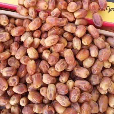 China Best Quality Fresh Zahedi Date - Fresh Mozafati / Kabkab Date - Wholesale Date for sale