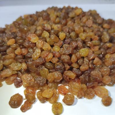 China Premium Dried Brown/Kishmish Raisins - Bulk High Quality (Sultana) Dried Grapes for sale