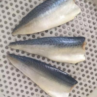 China 2021 new FROZEN high quality frozen Spanish mackerel headband frozen mackerel fish headband Norway mackerel fillet for sale