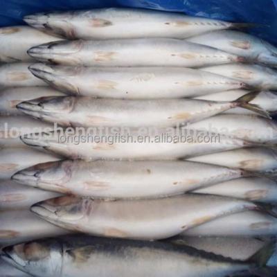 China High Quality Land 400-500G Frozen Pacific Mackerel Japonicus Scomber Scomber Whole Round Hot Sale for sale