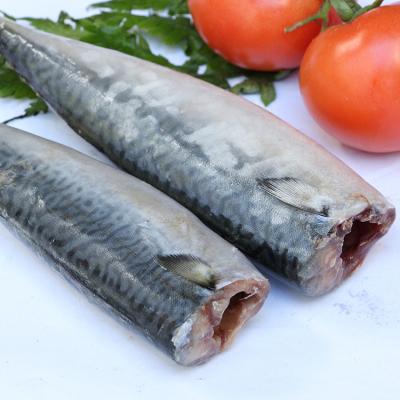 China Atlantic mackerel HGT frozen fish FROZEN Pacific mackerel HGT frozen for sale for sale