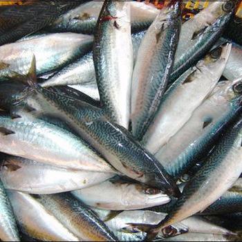 China Big Size Cheapest Price Pacific Mackerel Mackerel Fish FROZEN Fresh Frozen Seafood Scomber Japonicus for sale