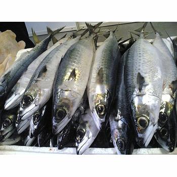 China FROZEN 2021 new fish coming from mackerel for sale