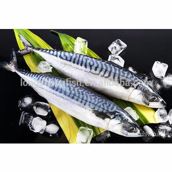 China FROZEN 2021 New Frozen Japanese Mackerel Mackerel Landing Fish for sale