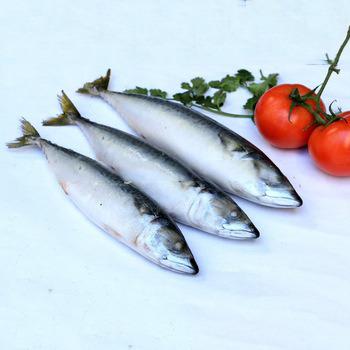 China FROZEN hot selling 2021 grade frozen mackerel fish at good price for Russia Scomber japonicus for sale