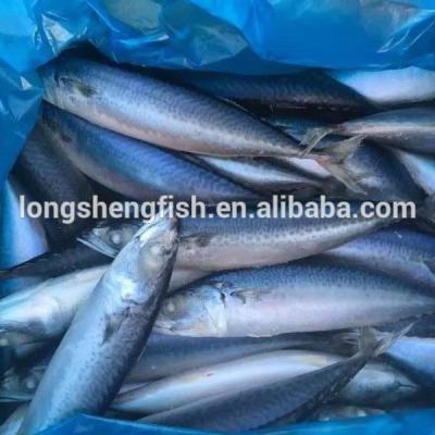 China Cheap Price FROZEN Hot Selling Frozen Mackerel For Africa Market And EU Market for sale