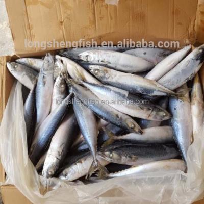 China Cheap Price Chinese Frozen Pacific Mackerel Scomber Scomber Whole Round FROZEN Australasicus Australasicus for sale