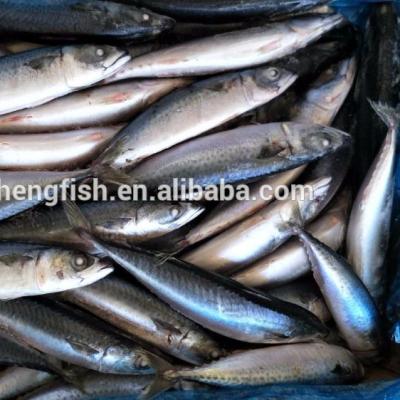 China Hot Selling Japanese Mackerel FROZEN Saba Mackerel Chub Mackerel Halal Pacific Mackerel Food 2021 New for sale