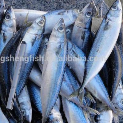 China Whole Pacific Hot Sale Cheap Price 70-80pcs 80-90pcs 100-115pcs Mackerel Jelly Jelly Around 150-200g Mackerel Fish for sale