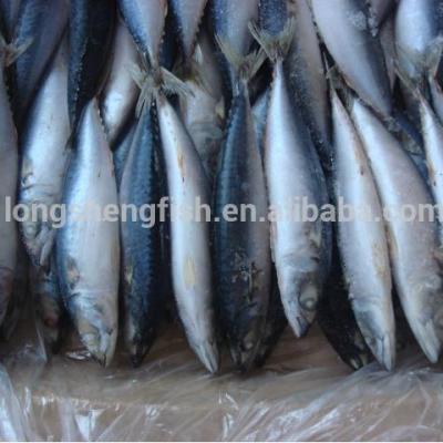 China Hot Selling Cheap Price FROZEN Newly Processed Frozen Pacific Mackerel Scomber Japonicus Mackerel Fish 150-200g for sale