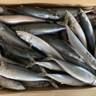 China FROZEN cheap frozen fish mackerel whole round mackerel small mackerel for sale