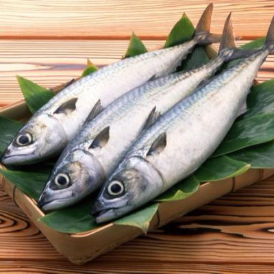 China Cheap Price FROZEN Hot Selling Fresh Whole Round Dried Salted Frozen Spanish Mackerel for sale